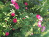 Rosa galica Oficinalis (3).JPG