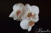 Phalaenopsis alba .jpg
