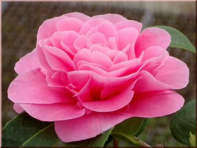 căderea în greutate camellia)