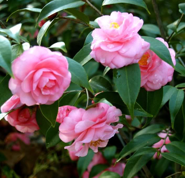 căderea în greutate camellia)