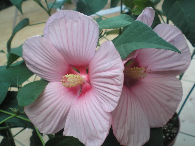 pierderea în greutate din rosehip și hibiscus)