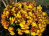 crizanteme galben multiflora.jpg