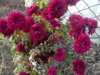 crizanteme grena 1.jpg