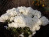 crizanteme white olymp 1.jpg