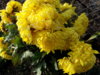 crizanteme yellow olymp.jpg