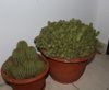 cactusi 2.jpg