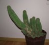 cactusi 4.jpg