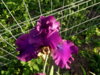 iris windsor rose.jpg