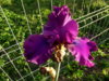 iris windsor rose 1.jpg