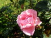 trandafir roz parfumat.jpg