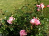 trandafir roz parfumat 1.jpg