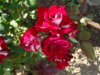 trandafiri 1.jpg