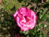 trandafir  2.jpg