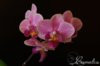 Phalaenopsis mini pink .jpg