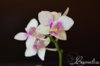 Phalaenopsis mini .jpg