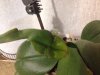 orhidee4.jpg
