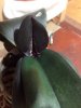 orhidee5.jpg