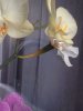 pastaia de orhidee.jpg