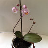 planta orhidee inflorita din nou.jpg