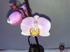 prima orhidee inflorita.jpg
