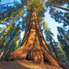 4. sequoia.jpg