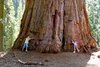 7. sequoia.jpg