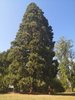 8. sequoia.jpg